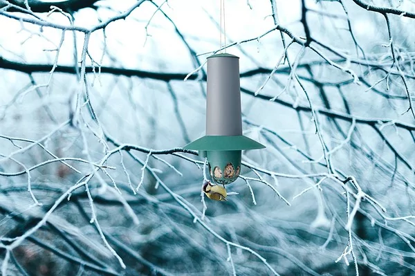 Tips for feeding birds in winter